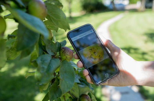 Utilisation d’un mobile dans un cadre professionnel : ici, l’arboriculture